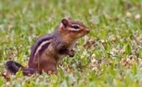 How to Get Rid of Chipmunks on your Property Image